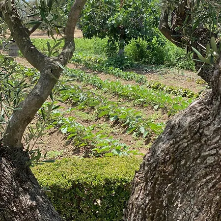 Il Palmento Di Clelia 1936 Locri