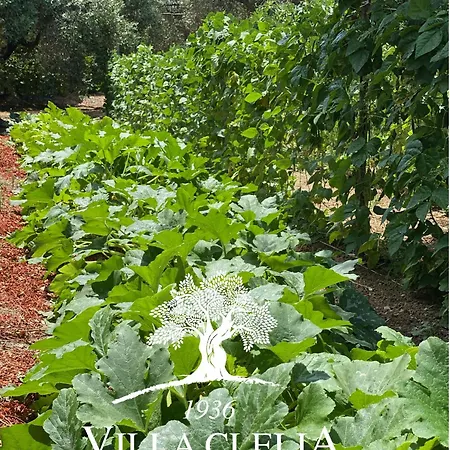 Il Palmento Di Clelia 1936 *