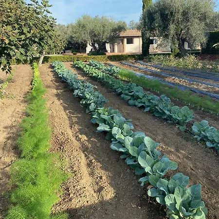 Semesterbostad Il Palmento Di Clelia 1936 *