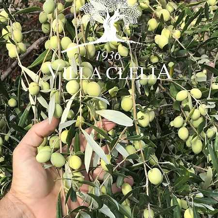 Il Palmento Di Clelia 1936 *