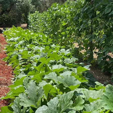 Il Palmento Di Clelia 1936 Semesterbostad Locri