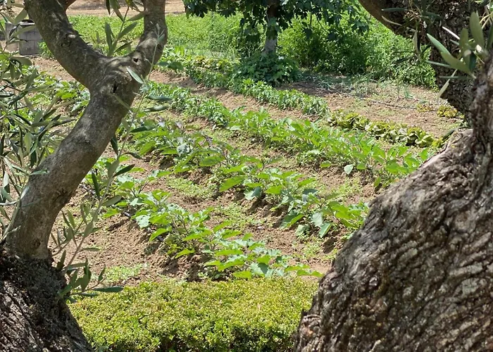 Il Palmento Di Clelia 1936 Locri