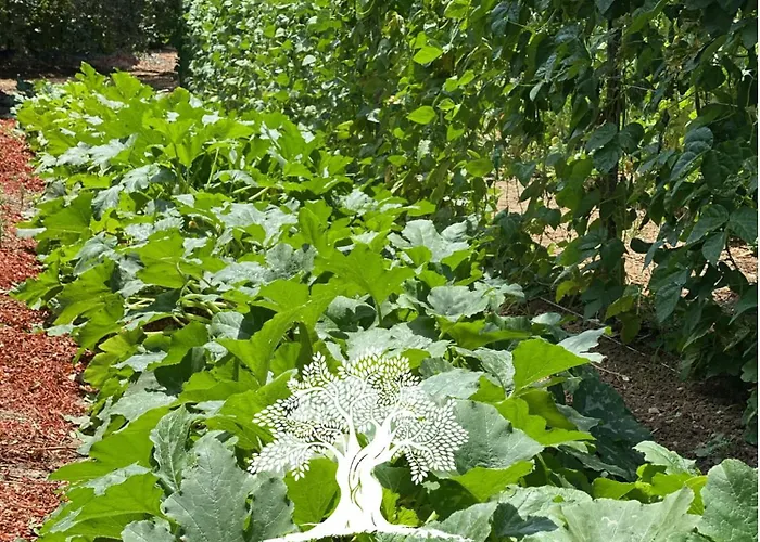 Il Palmento Di Clelia 1936 *