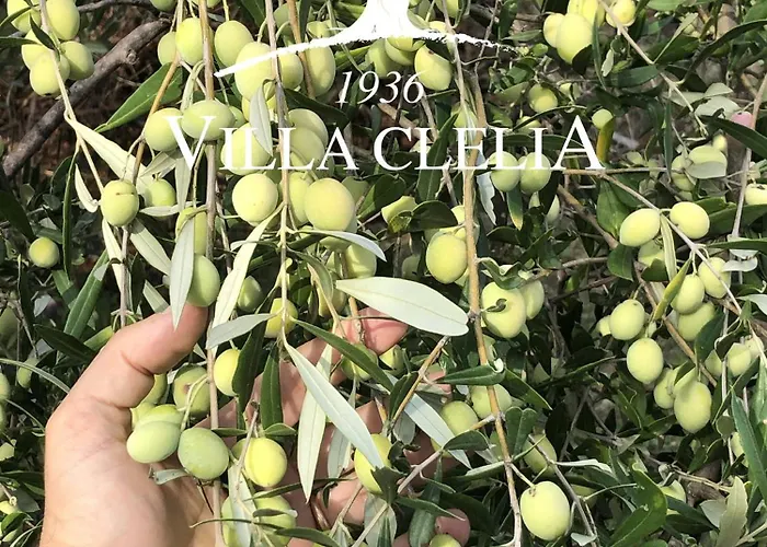 Il Palmento Di Clelia 1936 *