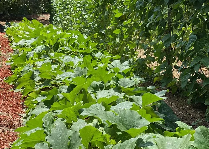 Il Palmento Di Clelia 1936 Casa de Férias Locri
